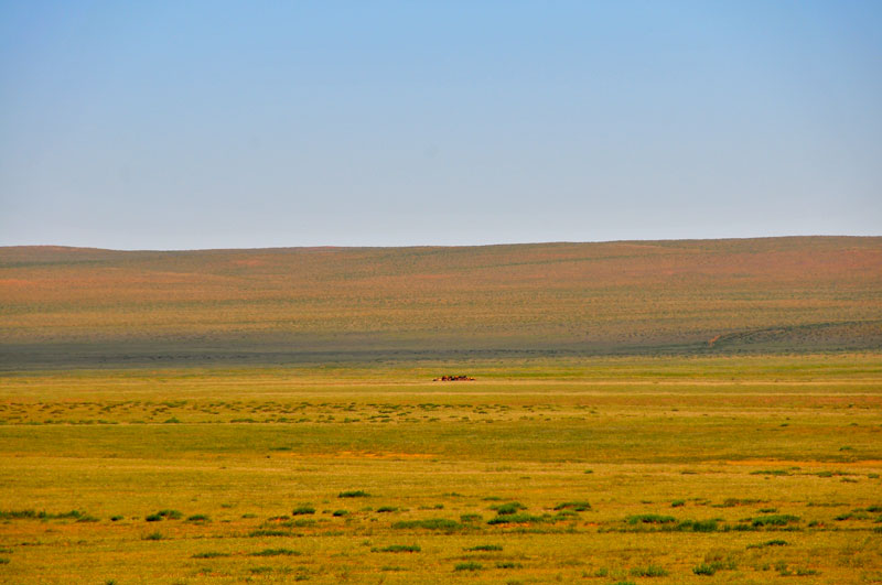 Mongolie